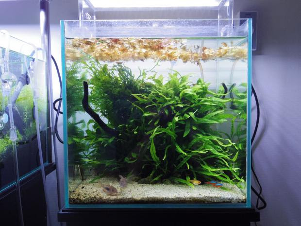 陰性水草だってこんなに大きくなる 長く維持する楽しさ ひたすら水槽を眺めていたい
