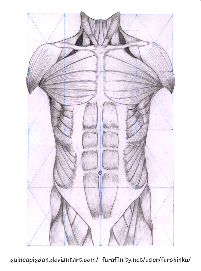 Torso muscles by GuineaPigDan on DeviantArt