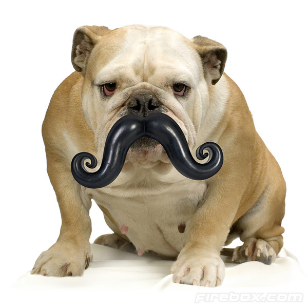 Dog Mustache