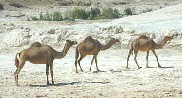 Camel Sacrifice Muhammadanism Org