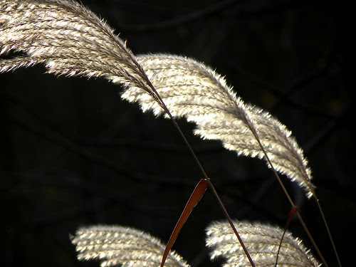 Pretty Shimmering Weeds