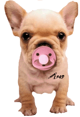 Chiot Chihuahua et totoche rose...