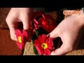 [10000印刷√] ジュリアン 花 123669-ジュリアン 花 多年草