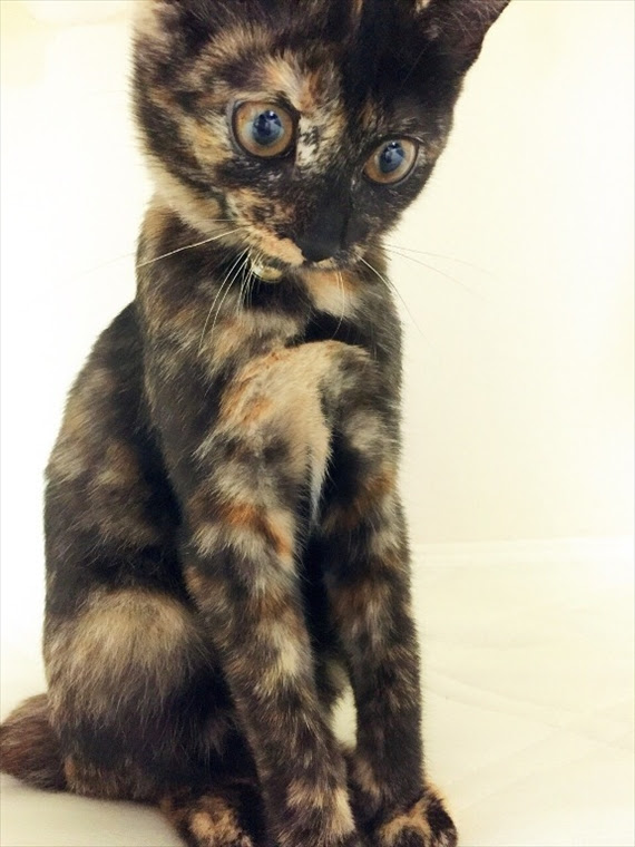 コーヒー色の毛並みにうっとり サビ猫まとめ フェリシモ猫部