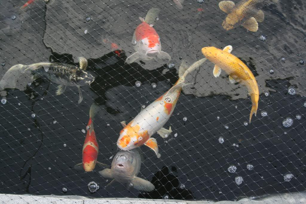 6 Fabulous koi fish price range : Biological Science Picture Directory