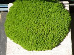 11年08月 手作りポットにマンネン草がすてき