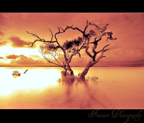 OrangeTree in the water