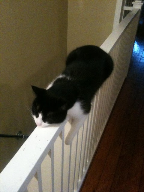 Ben competitive napping on banister
