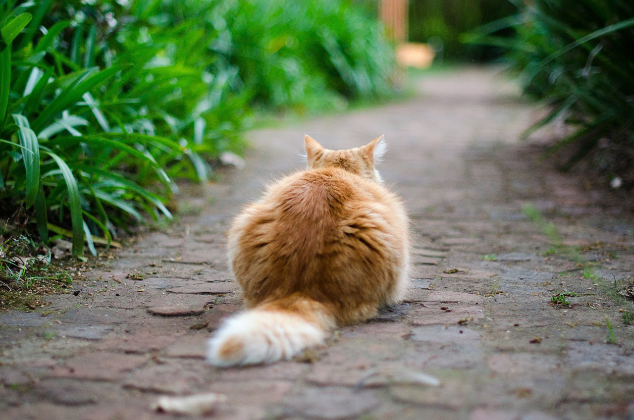 獣医師監修 猫のしっぽを引っ張るのはng 猫ふんじゃった症候群の症状とは