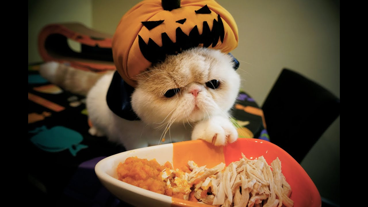 Pumpkin Vampire Kitty - YouTube