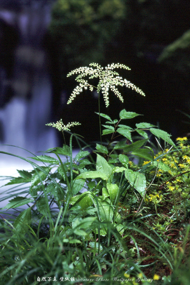 Free Iphone 4s Wallpaper Flower 水辺の花 Iphone 壁紙館