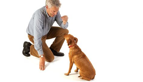 treats  rewards  dog training american kennel club