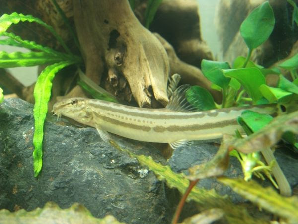 ミナミヌマエビとマドジョウは混泳できますか アクアログ