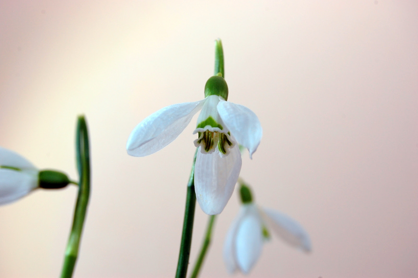 Martisor Desen Creion / Primavara - Planse de colorat si ...