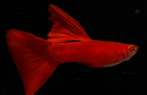 Online aquarium fish shopping in hyderabad
