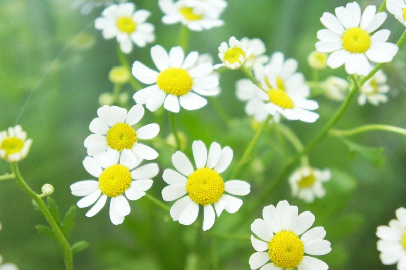 マトリカリア 花言葉