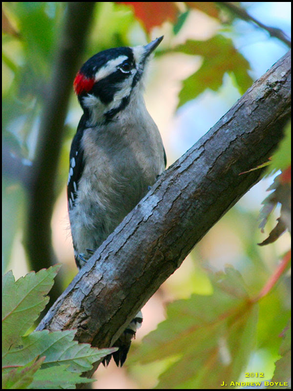 Downy Woodpecker