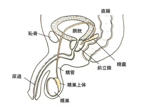 対象となる病気 前立腺がん 診療紹介 金沢医科大学 泌尿器科学