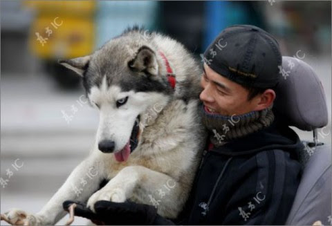カッコイイぞ 私が作った大人気のハスキー犬力車 中国 Viva Wマガジン