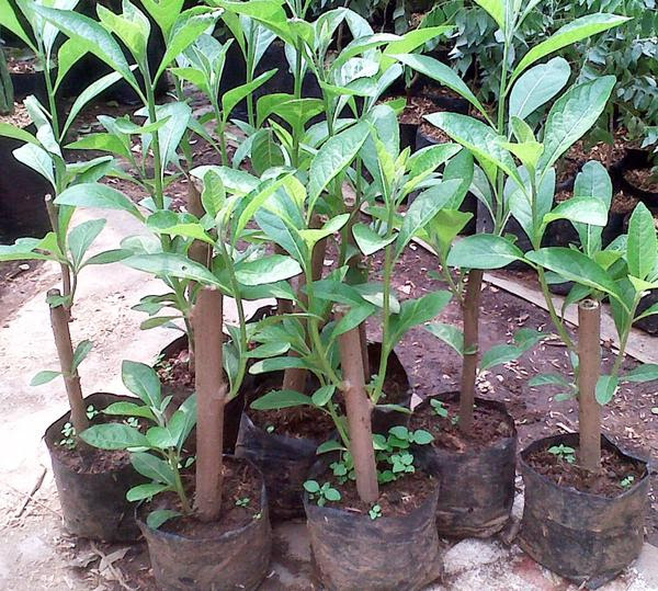 Pengusaha Anak Pokok Bismillah / Daun Afrika Selatan di 