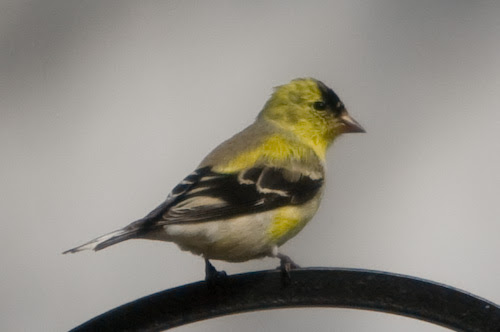 goldfinch_crop