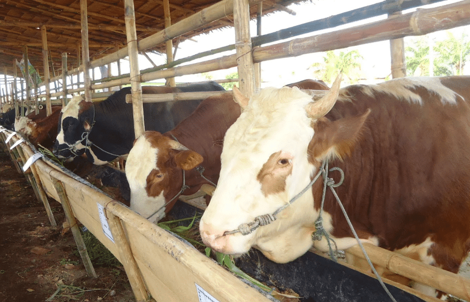Panduan Lengkap Cara Ternak Sapi Potong Yang Baik Bagi Panduan Lengkap Cara Ternak Sapi Potong Yang Baik Bagi