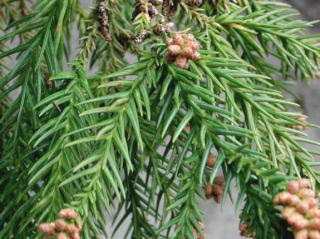 感動樹木hp 樹木の見所 14a10 名称 スギ 杉 総 称 ウラスギは裏日本 日本海側 型のスギの総称で オモテスギは表日本 太平洋側 型の スギの総称である 名前の由来 真直ぐの木 直木 から来ていると言われる また傍らにはびこらず 上へ