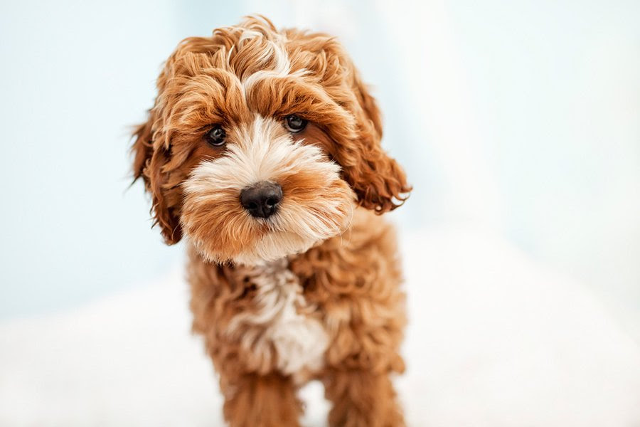 Tessa the Cockapoo Puppy by Happy Tails Pet Photography ...