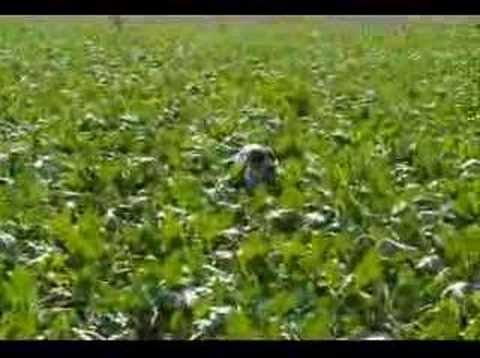 Bıldırcın Avı Yıldırım Ağca Kastamonu
