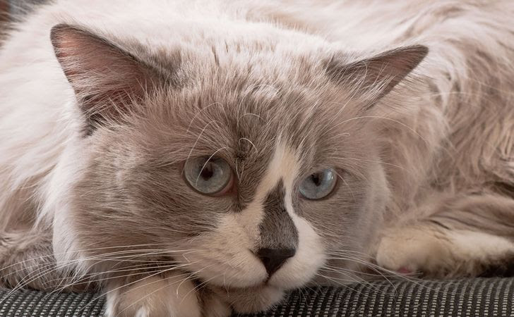 代表的な長毛種の猫の種類と 抜け毛や毛玉など飼うときの注意点 松波動物メディカル通信販売部本店公式ブログ