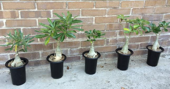 燃えるアロエと砂漠のバラ