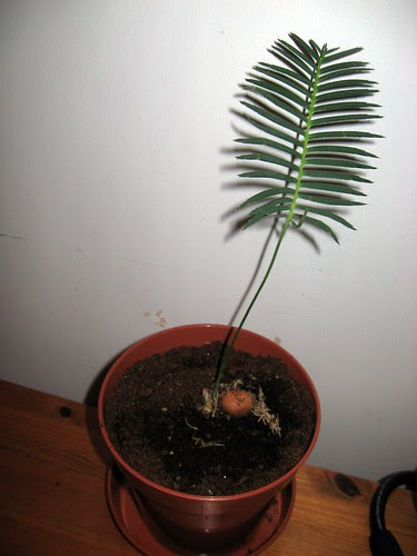 dioon angustifolium