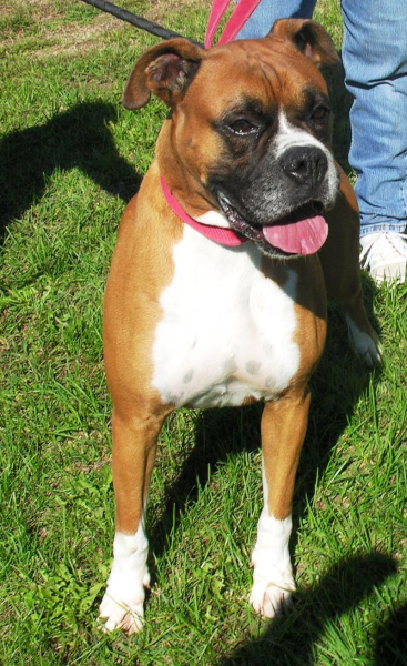 Yankee - Male - NJ | New Life Boxer Rescue