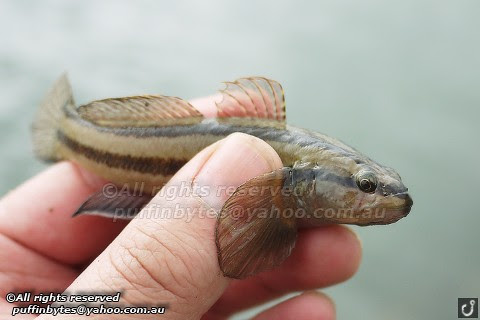 Chameleon Goby - Tridentiger trigonocephalus