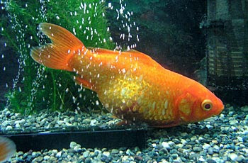 カタメの腸まん闘病記 金魚