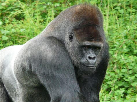 western gorilla gorilla facts  information