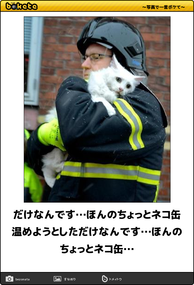 日常を100倍も楽しくする 秒殺で笑える 猫ちゃんのおもしろbokete 21選 猫の総合情報サイト ペットスマイルニュースforネコちゃん