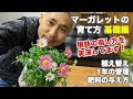 [コンプリート！] 育て方 マーガレット 種類 341521