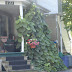Heart Shaped Vine Plant : A wonderful plant for a meaningful and nostalgic gift.