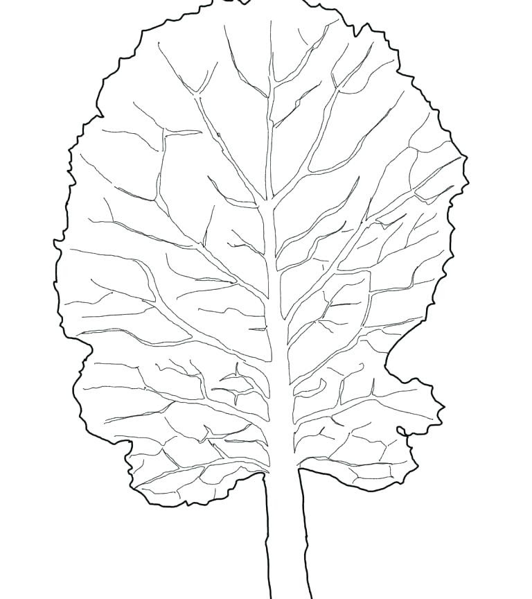 Download Lettuce Coloring Page at GetColorings.com | Free printable ...