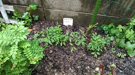 ミニトマトの葉に黒い斑点が出てきて心配です 袋栽培でベランダ菜園はじめました