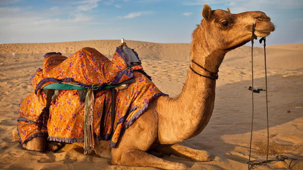 لا ناقة لي فيها ولا جمل.