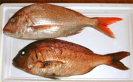 鯛の食べくらべ
