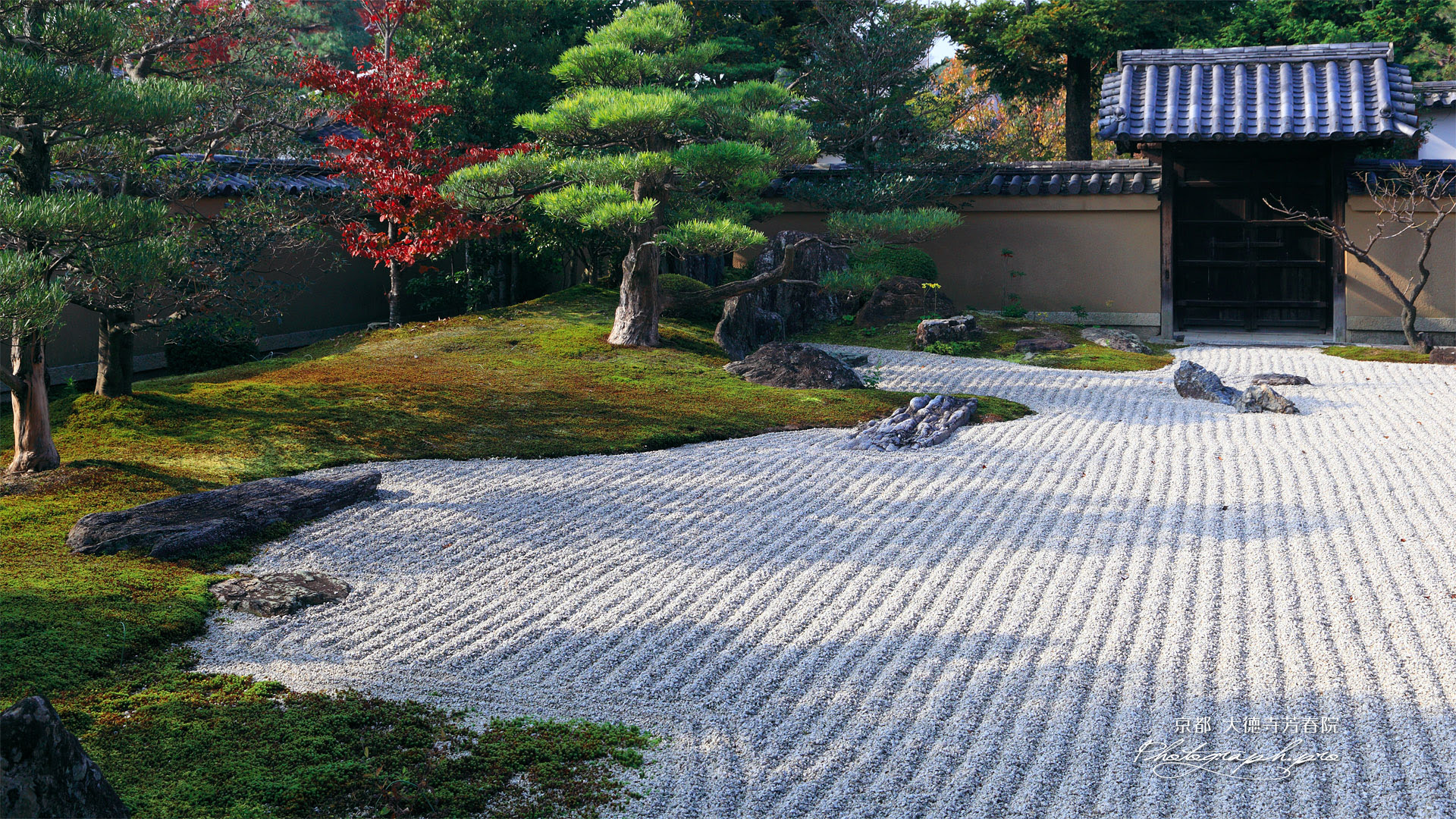 大徳寺芳春院 花岸庭の桜紅葉 の壁紙 19x1080