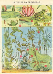 rbgrenouill