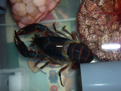 ザリガニの飼育