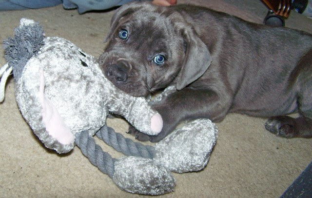 Ddd Italian Cane Corso Furio