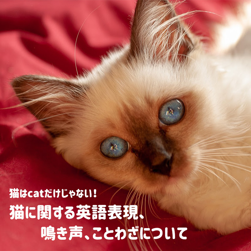 猫はcatだけじゃない 猫に関する英語表現 鳴き声 ことわざについて