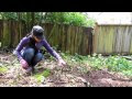 How To Kill Blackberry Vines