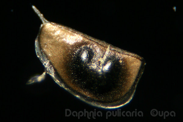 ダフニア プリカリア耐久卵からの孵化 Upaのメダカ館 気ままなブログ
